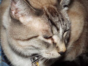 Tenzin, 2009-2026
