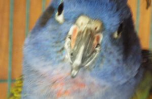 Braynon, blue headed pionus