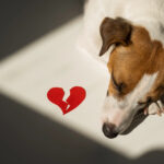 A jack russell terrier lying next to a broken heart indicating pet loss