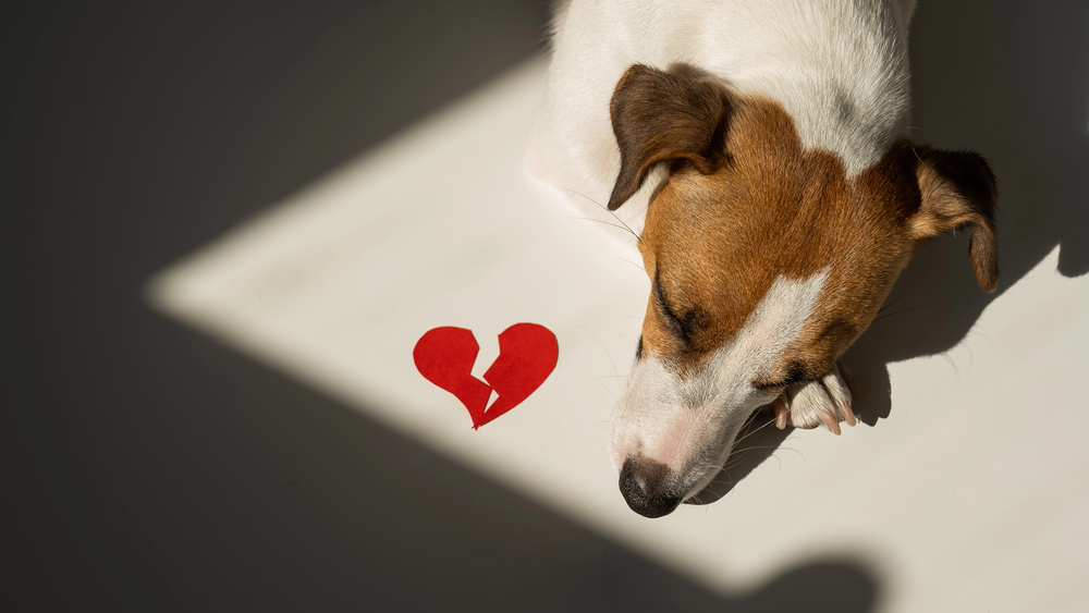 A jack russell terrier lying next to a broken heart indicating pet loss