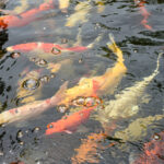 colorful koi fish at the surface of a pond swimming