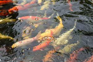 colorful koi fish at the surface of a pond swimming