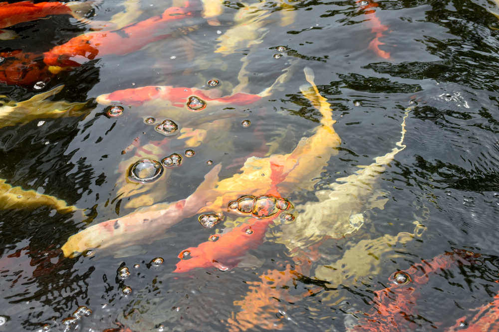 colorful koi fish at the surface of a pond swimming